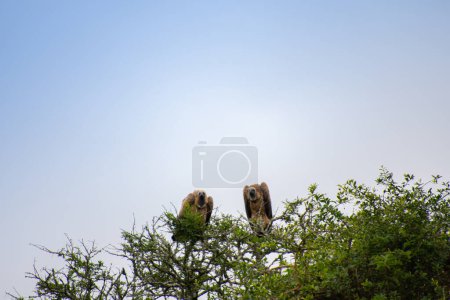 Pretty specimen of vultures perched in the great savannah in South Africa