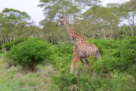 Photo for Pretty specimen of a wild giraffe with baby giraffe in the nature of South Africa - Royalty Free Image