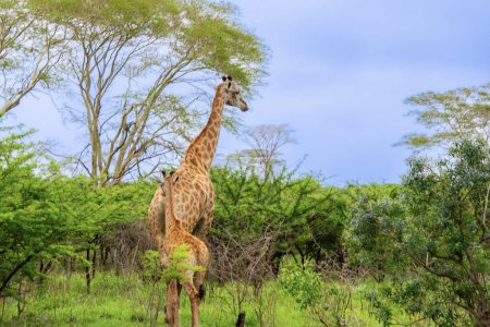 Foto de Bonito espécimen de una jirafa salvaje con jirafa bebé en la naturaleza de Sudáfrica - Imagen libre de derechos