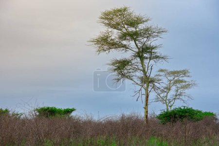 Foto de El paisaje muy bonito de la famosa sabana en Sudáfrica salvaje, naturaleza, medio ambiente, Sudáfrica, África, sabana, paisaje, verde, pastizales - Imagen libre de derechos