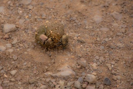 Photo for Beetles pushing its poop ball down a path in Kruger Park in South Africa - Royalty Free Image