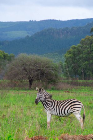 Photo for Nice specimen of zebra taken in a large zoological garden - Royalty Free Image