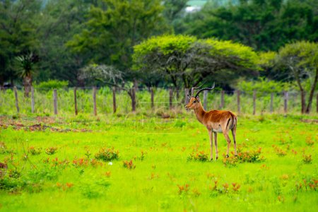 Téléchargez les photos : Joli spécimen d'antilopes Impala sauvages dans la brousse de l'Afrique du Sud - en image libre de droit