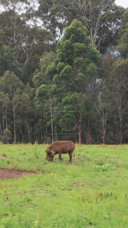 Warzenschweinexemplar in seinem natürlichen Lebensraum in Südafrika 