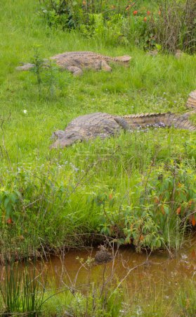 Pretty specimen of wild crocodiles in South Africa 