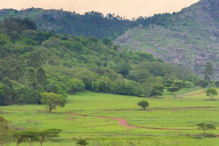 Foto de Muy bonito paisaje de la famosa sabana en Sudáfrica salvaje, naturaleza, medio ambiente, Sudáfrica, África, sabana, paisaje, verde, pastizales - Imagen libre de derechos