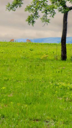 Photo for Pretty specimen of wild Impala antelopes in South Africa - Royalty Free Image