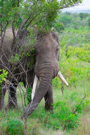 Photo for Beautiful wild elephant in her natural habitat in South Africa - Royalty Free Image