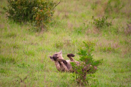 Foto de Hermosa hiena silvestre en su hábitat natural en Sudáfrica - Imagen libre de derechos