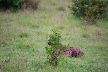 Foto de Hermosa hiena silvestre en su hábitat natural en Sudáfrica - Imagen libre de derechos