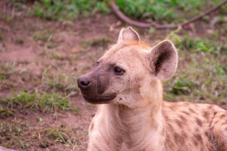 Téléchargez les photos : Belle famille hyène sauvage dans son habitat naturel en Afrique du Sud - en image libre de droit