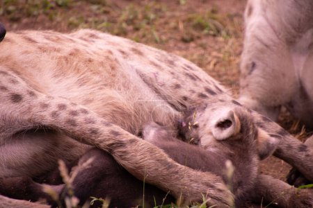 Téléchargez les photos : Belle famille hyène sauvage dans son habitat naturel en Afrique du Sud - en image libre de droit