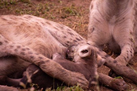 Hermosa familia de hienas silvestres en su hábitat natural en Sudáfrica