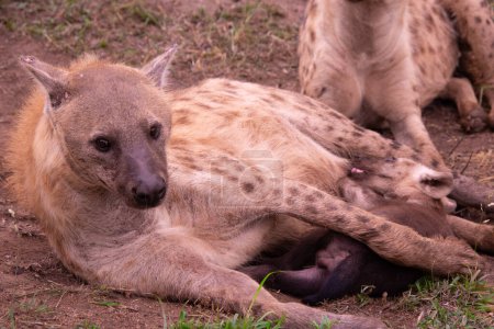Belle famille hyène sauvage dans son habitat naturel en Afrique du Sud