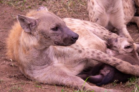 Beautiful wild hyena family in her natural habitat in South Africa