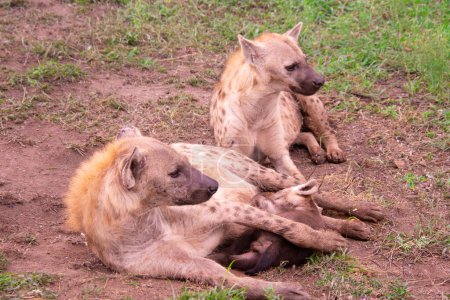 Schöne wilde Hyänenfamilie in ihrem natürlichen Lebensraum in Südafrika