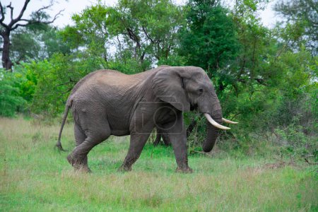 Foto de Hermoso elefante salvaje en su hábitat natural en Sudáfrica - Imagen libre de derechos
