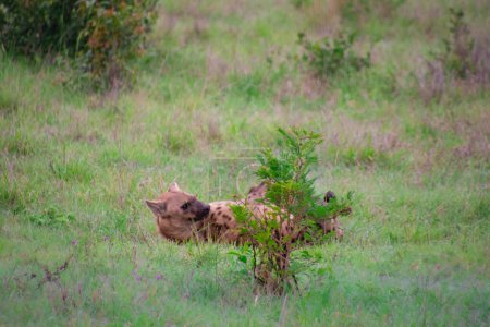 Foto de Hermosa familia de hienas silvestres en su hábitat natural en Sudáfrica - Imagen libre de derechos