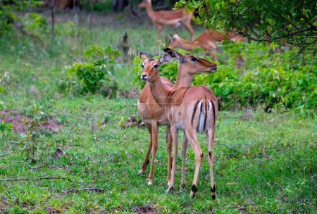 Joli spécimen d'antilopes nyala dans le buisson d'Afrique du Sud