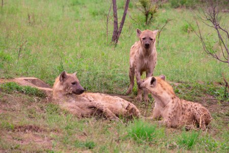 Schöne wilde Hyänenfamilie in ihrem natürlichen Lebensraum in Südafrika