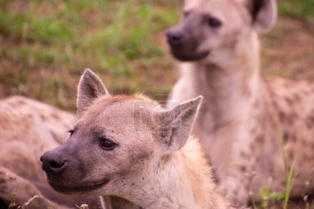 Hermosa familia de hienas silvestres en su hábitat natural en Sudáfrica