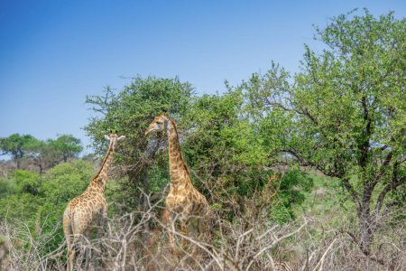 Téléchargez les photos : Joli spécimen de girafes sauvages comme l'Afrique du Sud - en image libre de droit