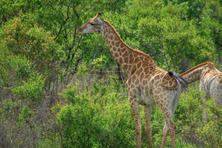 Foto de Bonito espécimen de jirafas silvestres como Sudáfrica - Imagen libre de derechos