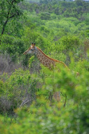 Téléchargez les photos : Joli spécimen d'une girafe sauvage comme l'Afrique du Sud - en image libre de droit