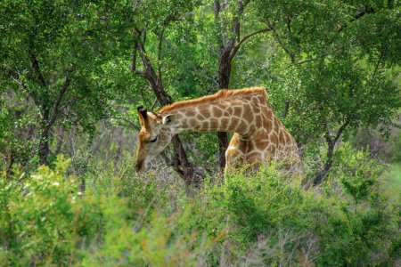 Téléchargez les photos : Joli spécimen d'une girafe sauvage comme l'Afrique du Sud - en image libre de droit