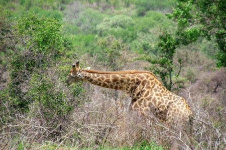 Téléchargez les photos : Joli spécimen de girafe sauvage en Afrique du Sud - en image libre de droit