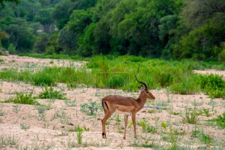 Téléchargez les photos : Joli spécimen d'antilope sauvage Impala dans la brousse de l'Afrique du Sud - en image libre de droit
