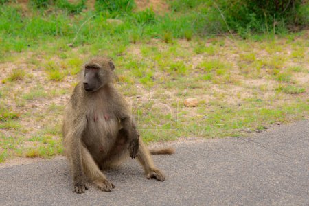 Joli spécimen de babouin sauvage dans la nature de l'Afrique du Sud 