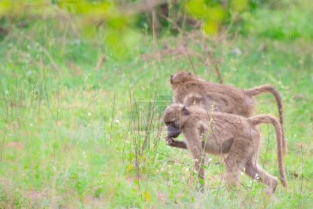 Téléchargez les photos : Joli spécimen de babouins sauvages dans la nature de l'Afrique du Sud - en image libre de droit