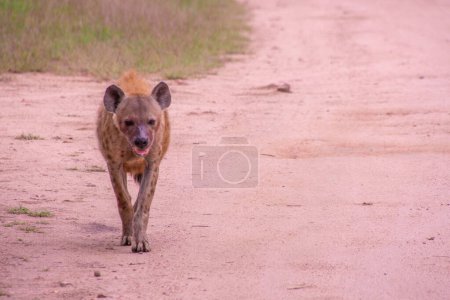 Foto de Hyena on the road in the Kruger National Park in South Africa - Imagen libre de derechos