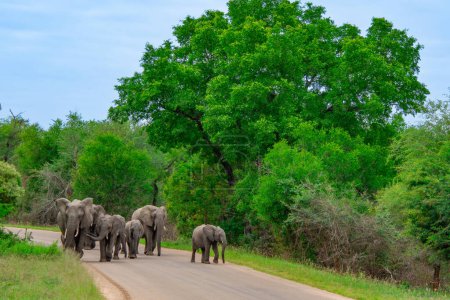 Téléchargez les photos : Belles éléphants sauvages dans son habitat naturel en Afrique du Sud - en image libre de droit
