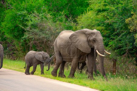 Téléchargez les photos : Belles éléphants sauvages dans son habitat naturel en Afrique du Sud - en image libre de droit