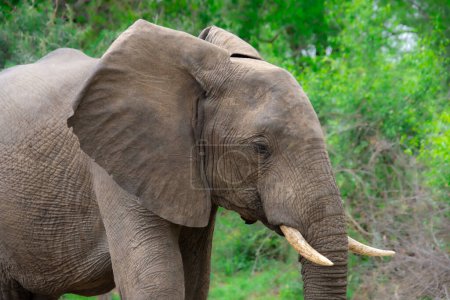 Photo for Beautiful wild elephant in her natural habitat in South Africa - Royalty Free Image