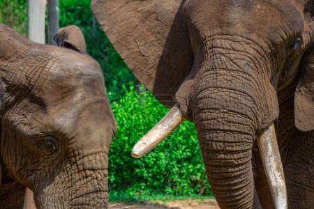 Foto de Hermosos elefantes salvajes en su hábitat natural en Sudáfrica - Imagen libre de derechos