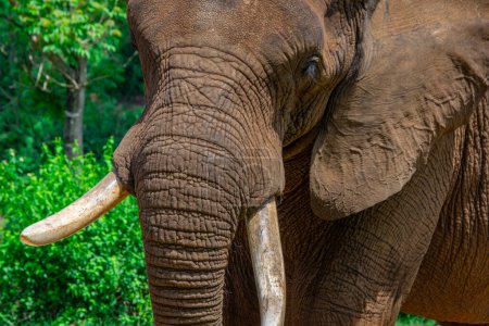 Foto de Hermoso elefante salvaje en su hábitat natural en Sudáfrica - Imagen libre de derechos