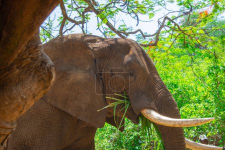 Téléchargez les photos : Belle éléphant sauvage dans son habitat naturel en Afrique du Sud - en image libre de droit