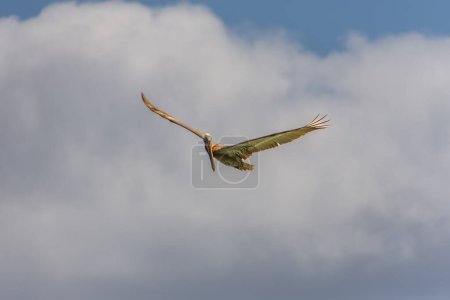 Pelikan fliegt über den Atlantik nahe einem Strand in Punta Cana in der Dominikanischen Republik