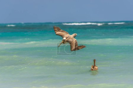 Pelikane tauchen ins Meer, um einen Fisch zu fangen