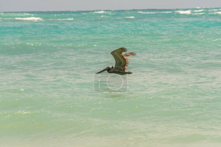 Pelícano volando sobre el Atlántico cerca de una playa en Punta Cana en la República Dominicana