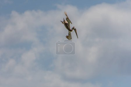 Pelícano volando sobre el Atlántico cerca de una playa en Punta Cana en la República Dominicana