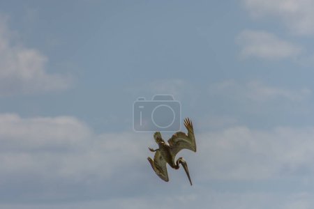 Pelikan fliegt über den Atlantik nahe einem Strand in Punta Cana in der Dominikanischen Republik