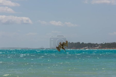 Pelikan fliegt und fischt über den Atlantik in der Nähe eines Strandes in Punta Cana in der Dominikanischen Republik