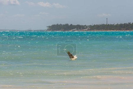 Fishing pelican diving into the sea to catch a fish