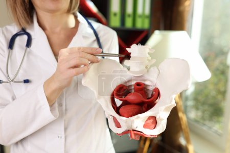 Female doctor points on model of female pelvis in her hands. Concept of medical knowledge and female diseases prevention.