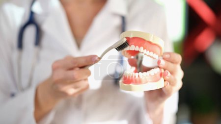 Photo for Woman dentist holds model of jaws and toothbrush in her hands close-up. Stomatologist shows how to brush teeth properly. - Royalty Free Image