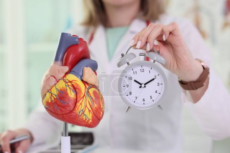 Téléchargez les photos : Le docteur tient un réveil près du modèle cardiaque scientifique à l'hôpital. Anatomie détaillée de l'organe humain et durée de vie. Concept de soins de santé en gros plan - en image libre de droit
